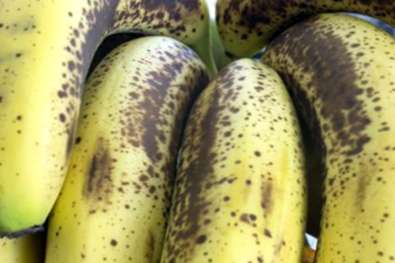 Enfermedades comunes del plátano: ¿Qué causa manchas negras en la fruta