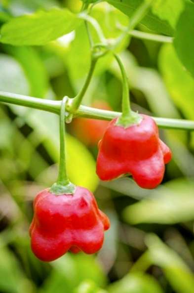 Piante Di Peperoncino Suggerimenti Su Peperoni In Crescita Per Salsa Piccante It Haenselblatt Com