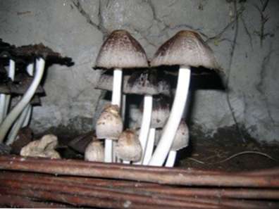 Benefits Of Mushroom Compost: Organic Gardening With Mushroom Compost