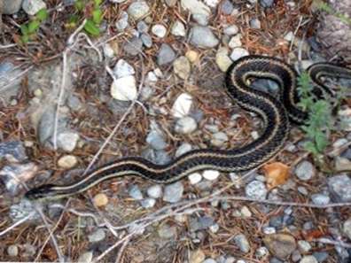 Providing A Garden Snake Habitat Wie Man Schlangen In Einem