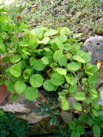swedish ivy care how grow swedish ivy houseplant