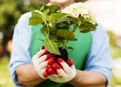 Déplacer Des Buissons D'hortensia: Comment Et Quand Transplanter L'hortensia  - Fr.haenselblatt.com