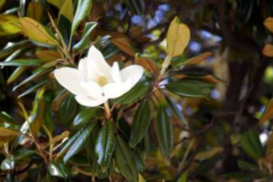 Hojas amarillas de magnolia: qué hacer con un árbol de magnolia con hojas  amarillas 