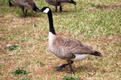 Canada Goose Control Come Mantenere Le Oche Fuori Dal Giardino It Haenselblatt Com